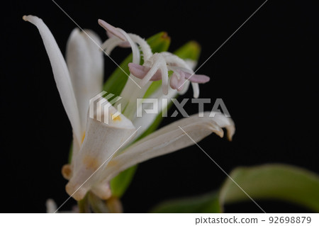 White toad lily grass on a black background 92698879