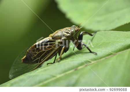 cicada perched on plant leaf cicada perched on plant leaf 92699088