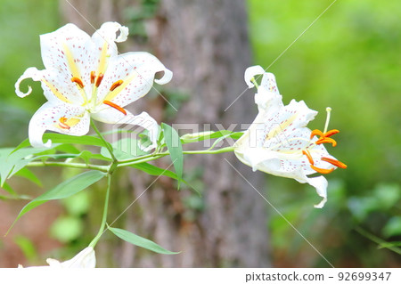 華麗的黃花菜(山百合) 華麗的黃花菜(山百合) 92699347
