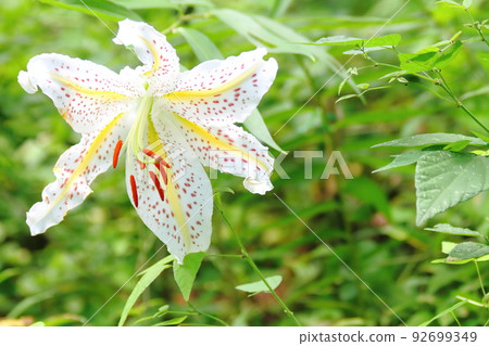 Gorgeous daylily (mountain lily) 92699349