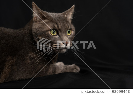 Gray cat 92699448