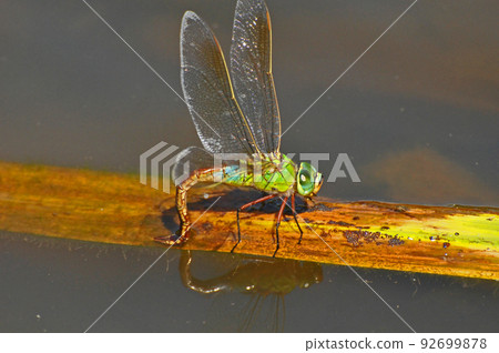 Silver yanma, female spawning Silver yanma, female spawning 92699878