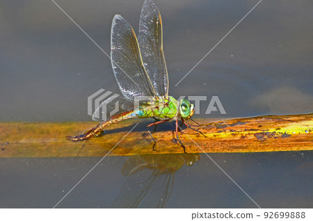 Silver yanma, female spawning Silver yanma, female spawning 92699888