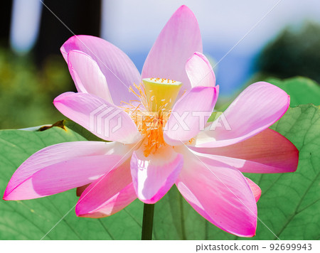 2000 year lotus and summer sky 2000 year lotus and summer sky 92699943