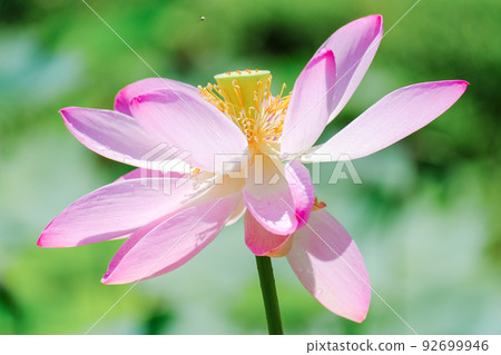 二谷的2000年蓮花3 二谷的2000年蓮花3 92699946