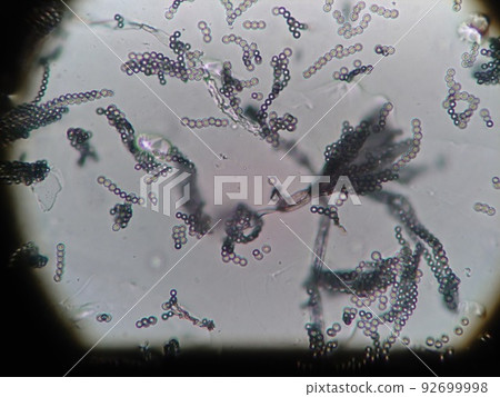 Blue cheese blue mold with long chain spores 92699998