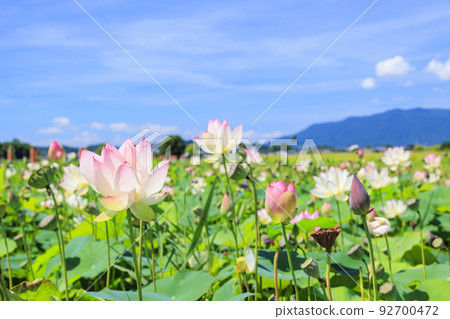 Fujiwara Palace ruins Lotus in full bloom 92700472