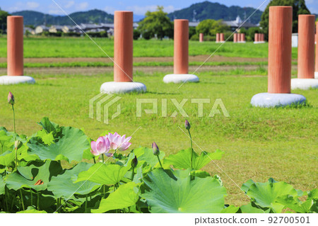 Fujiwara Palace ruins Lotus in full bloom 92700501