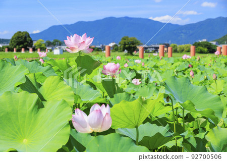 Fujiwara Palace ruins Lotus in full bloom 92700506