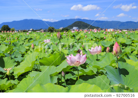 藤原宮遺址盛開的蓮花 92700516