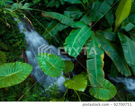 Aerial view of beautiful tropical forest mountain landscape Aerial view of beautiful tropical forest mountain landscape 92700751