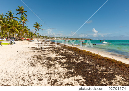 07.24.2022. Dominican Republic Bavaro Punta cana provinces La Altagracia. Seaweed on the beach. Algae sargassum. Caribbean ecological problem. 92701374