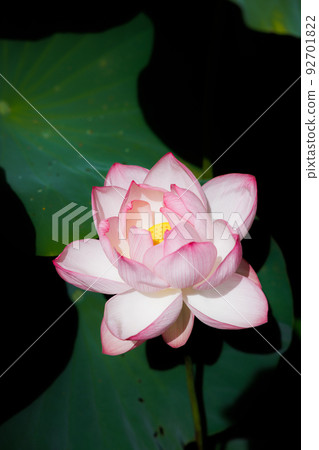 蓮花 蓮花 92701822