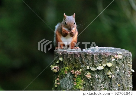 wild squirrel eating food wild squirrel eating food 92701843