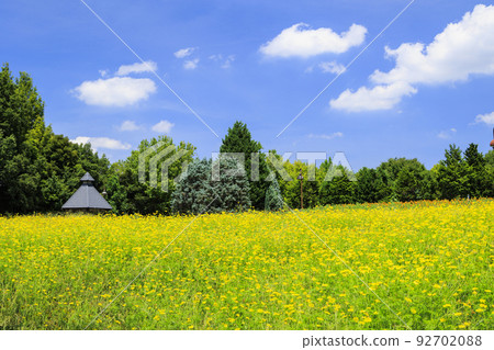 鮮味山公園向日葵盛開，夏花盛開 92702088