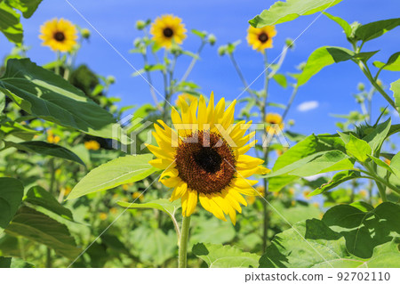 鮮味山公園向日葵盛開，夏花盛開 92702110