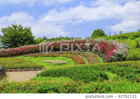 Umami Hill Park Sunflowers in full bloom and summer flowers 92702133