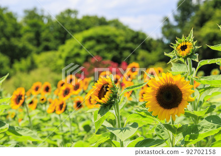Umami Hill Park Sunflowers in full bloom and summer flowers 92702158