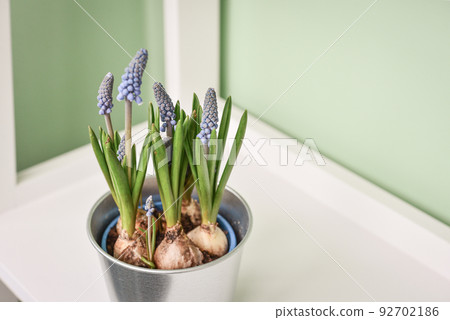 Muscari flowers in a pot Muscari flowers in a pot 92702186