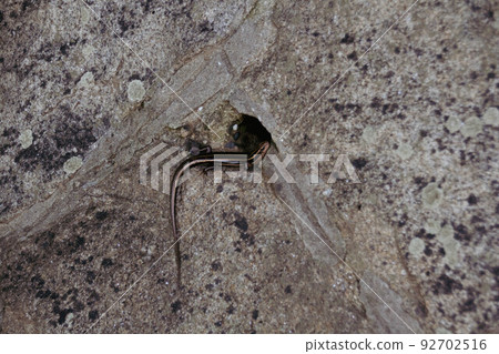 newt trying to hide in a hole newt trying to hide in a hole 92702516