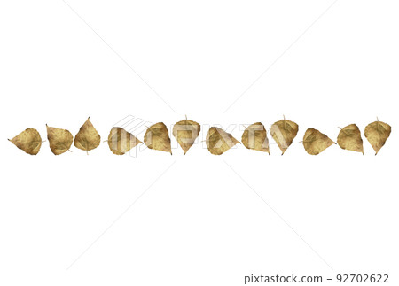 Poplar autumn leaf frame, autumn leaf of plane tree different colors, isolated on white background Poplar autumn leaf frame, autumn leaf of plane tree different colors, isolated on white background 92702622