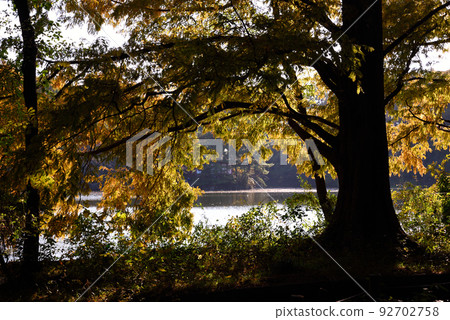 Shakujii公園秋葉 Shakujii公園秋葉 92702758