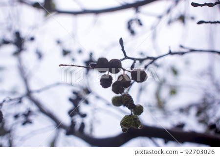 alder with raindrops on the background of autumn 92703026