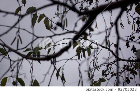 alder with raindrops on the background of autumn 92703028