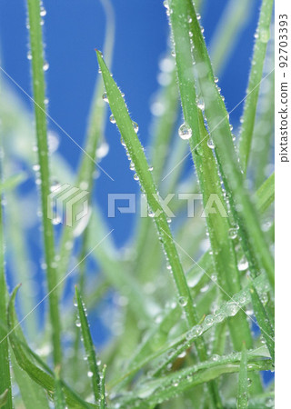 Close up of fresh thick grass with water drops Close up of fresh thick grass with water drops 92703393