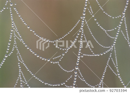 nature of the web, drops water. nature of the web, drops water. 92703394