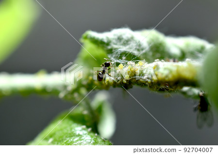 Ant and aphids on a tree branch. Ant and aphids on a tree branch. 92704007