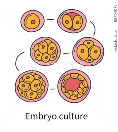 Embryo culture at in vitro fertilisation IVF 92704072