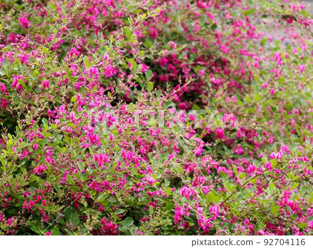 Hagi flower 92704116