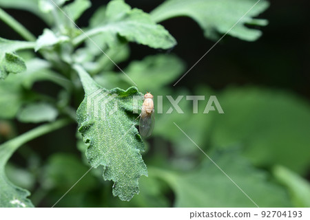 Fruit fly yellow on a green leaf. Fruit fly yellow on a green leaf. 92704193