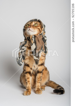 Funny cat in a silk scarf on a white background. Funny cat in a silk scarf on a white background. 92705106
