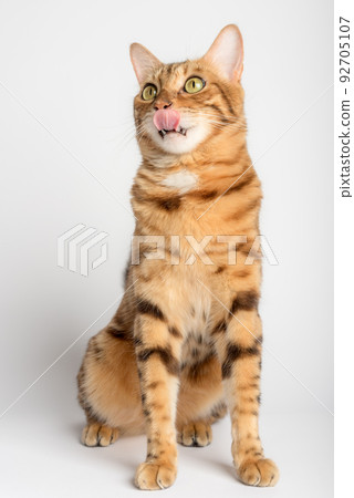 Licking Bengal cat in full length on a white background. 92705107
