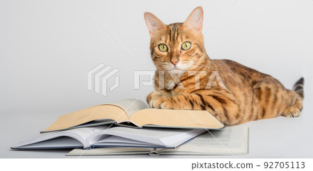 Smart Bengal cat and books on a white background. Smart Bengal cat and books on a white background. 92705113
