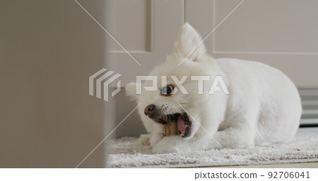 Pomeranian dog chewing treat for clean teeth and healthy gums Pomeranian dog chewing treat for clean teeth and healthy gums 92706041