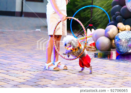 circus performance with trained dogs. entertainment for holiday. circus performance with trained dogs. entertainment for holiday. 92706065