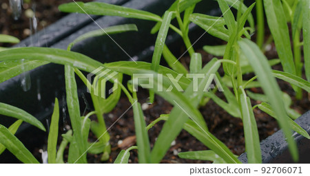Harvest of the water spinach in mini garden at home Harvest of the water spinach in mini garden at home 92706071