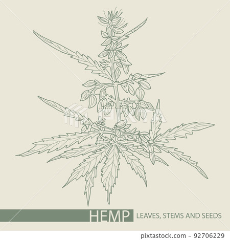 Hand drawn sketch of cannabis, marijuana hemp plant contour in vintage style Hand drawn sketch of cannabis, marijuana hemp plant contour in vintage style 92706229