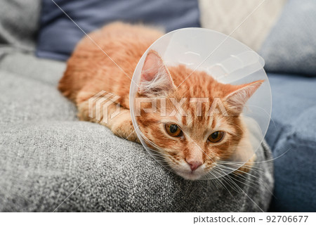 orange cat with veterinairy cone 92706677