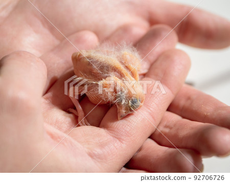 Close-up of newly hatched canary chick on a human palm will be warmed by love and the warmth of the sun. Spring replenishment in the family. Breeding of songbirds at home. Close-up of newly hatched canary chick on a human palm will be warmed by love and the warmth of the sun. Spring replenishment in the family. Breeding of songbirds at home. 92706726