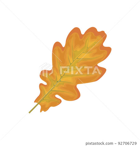 Oak leaf. Yellow autumn oak leaf. Oak tree leaf. Autumn vector illustration isolated on a white background Oak leaf. Yellow autumn oak leaf. Oak tree leaf. Autumn vector illustration isolated on a white background 92706729