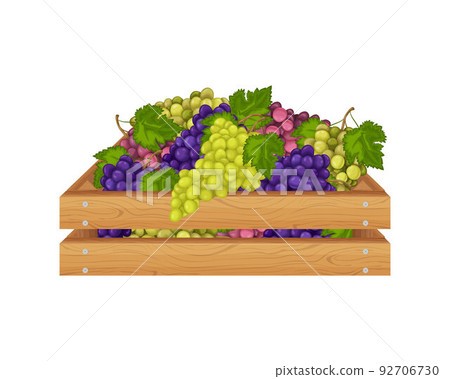 Grape. Wooden box with grapes. Multicolored bunches of grapes in a wooden box. Fruits in a package. Vector illustration isolated on a white background Grape. Wooden box with grapes. Multicolored bunches of grapes in a wooden box. Fruits in a package. Vector illustration isolated on a white background 92706730