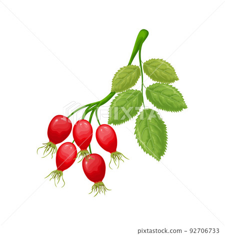 Rosehip. An image of a rosehip with green leaves. Ripe rosehip. Medicinal plant. Vector illustration isolated on a white background Rosehip. An image of a rosehip with green leaves. Ripe rosehip. Medicinal plant. Vector illustration isolated on a white background 92706733