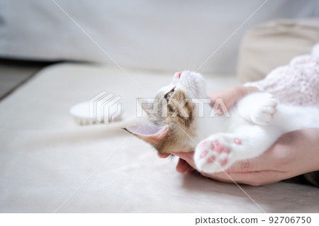 woman hand play and takecare scottish straight tabby classic kitten 92706750