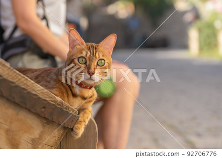 The cat is located on a wooden bench next to its owner. The cat is located on a wooden bench next to its owner. 92706776