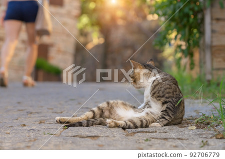 The cat is closely watching the girl passing by. The cat is closely watching the girl passing by. 92706779