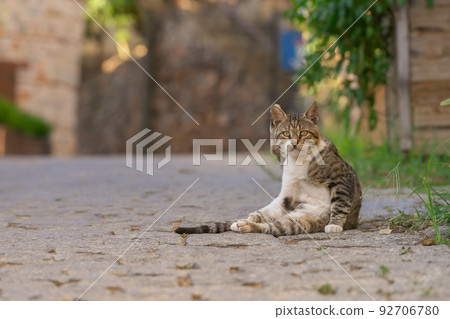 A homeless cat sits on a stone road in an old tourist town. A homeless cat sits on a stone road in an old tourist town. 92706780